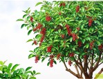 花椒树主侧枝怎么留枝