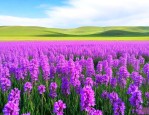 巴音布鲁克草原紫色花