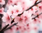十公分樱花价格是多少