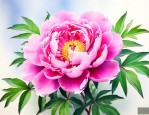 牡丹花现在是什么样子