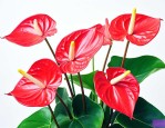 火鹤红掌这种花怎么养