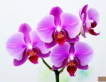 蝴蝶兰花语是什么意思啊