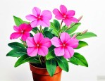 长春花怎么养护和种植