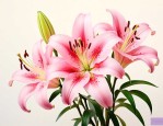 粉百合花的花语和寓意