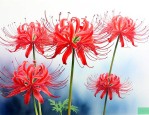 彼岸花什么时候开花的