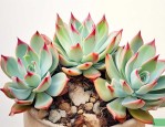 嫁接的多肉植物怎么养