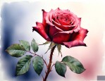 玫瑰花一晚上会枯萎吗