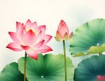 荷花的繁殖方法是什么