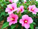 木芙蓉树苗价格是多少