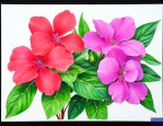 凤仙花和海娜花一样吗