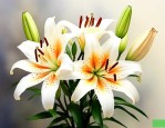 赞美百合花的名言名句
