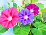 牵牛花颜色有几种颜色