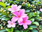 2025年粉色茉莉花好养吗
