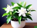 新买回的茉莉花怎么养