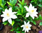 栀子花根结线虫怎么治