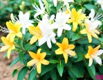 买金银花苗什么品种好