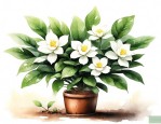栀子花养殖方法和浇水
