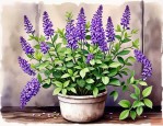 2025年一碰香植物有毒吗