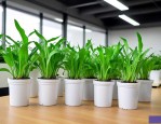 办公室放什么水培植物好