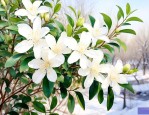九里香在北方能过冬吗