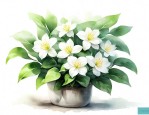 茉莉花怎么养养