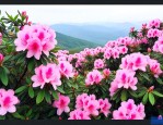 国内十大赏杜鹃花胜地