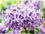 丁香花花语和寓意是什么
