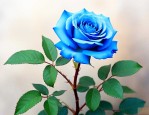 蓝色风暴月季花怎么养