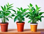 什么植物吸甲醛好养活