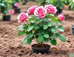 2025年月季花的移栽方法