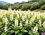 2025年金银花苗怎样栽培