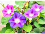 牵牛花是什么时候开花