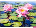 睡莲 水培植物 四季