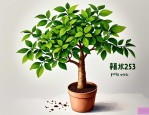 2025年发财树全名叫什么