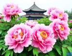 洛阳牡丹花啥时候开花