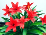 鸿运当头花夏季怎么养