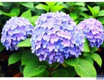 绣球花的养殖方法和注