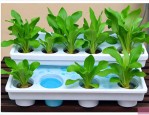 水培植物换水还是加水