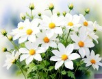 白色满天星的花语是什么
