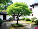 江西庭院适合种什么树