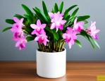 水培石斛兰花怎么养殖