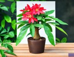 关于发财树的养护方法