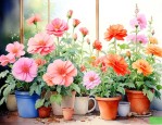 家里一年四季开花的花