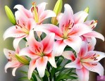 百合花的颜色有哪几种