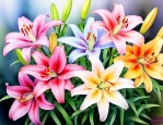 彩色百合花的养殖方法