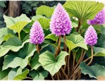 2025年魔芋花的药用价值