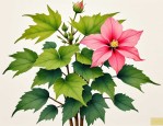 2025年芙蓉花叶泡水扦插
