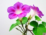 阅读牵牛花阅读及答案