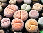 生石花哪些品种比较好