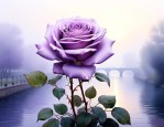塞纳河薄雾紫玫瑰花语